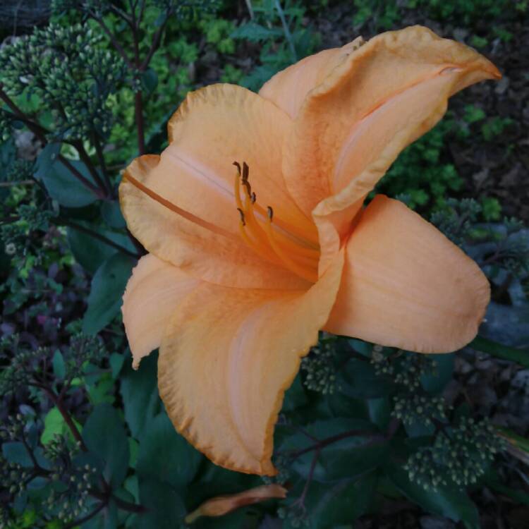 plant image 1516965