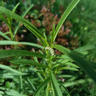 Asclepias fascicularis