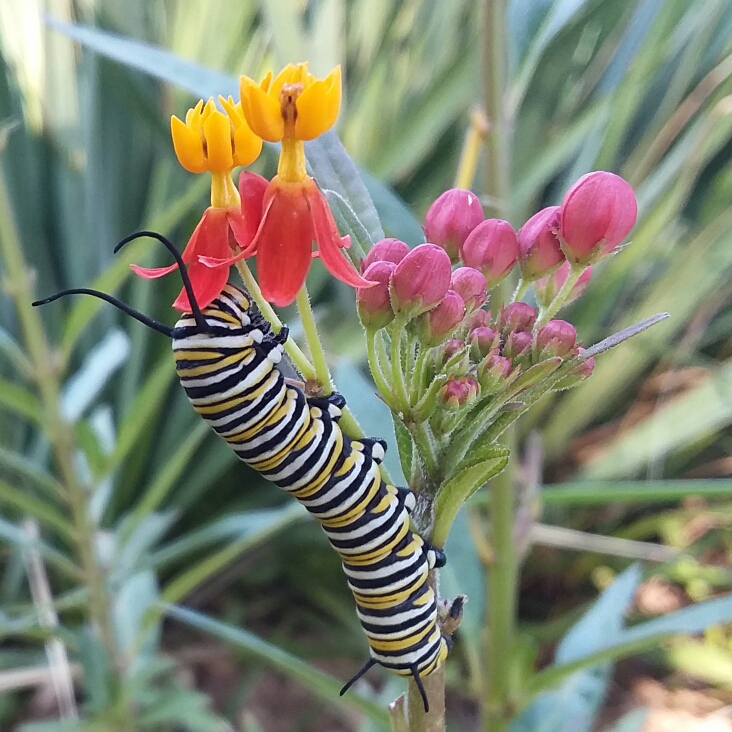 Plant image Asclepias curassavica