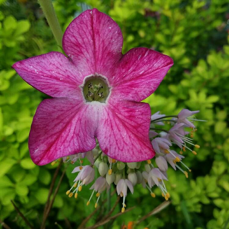 plant image 1519031