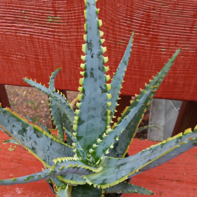 Plant image Aloe Hybrid 'Swordfish'