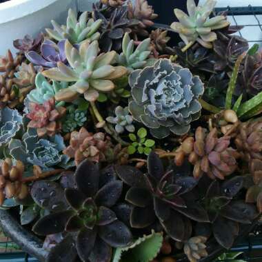 Various