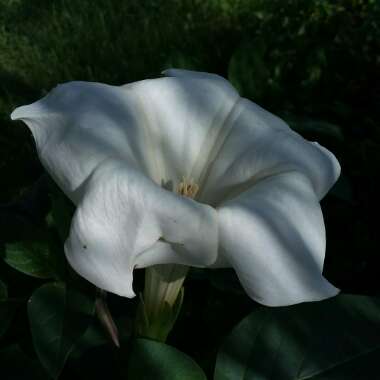 Datura wrightii