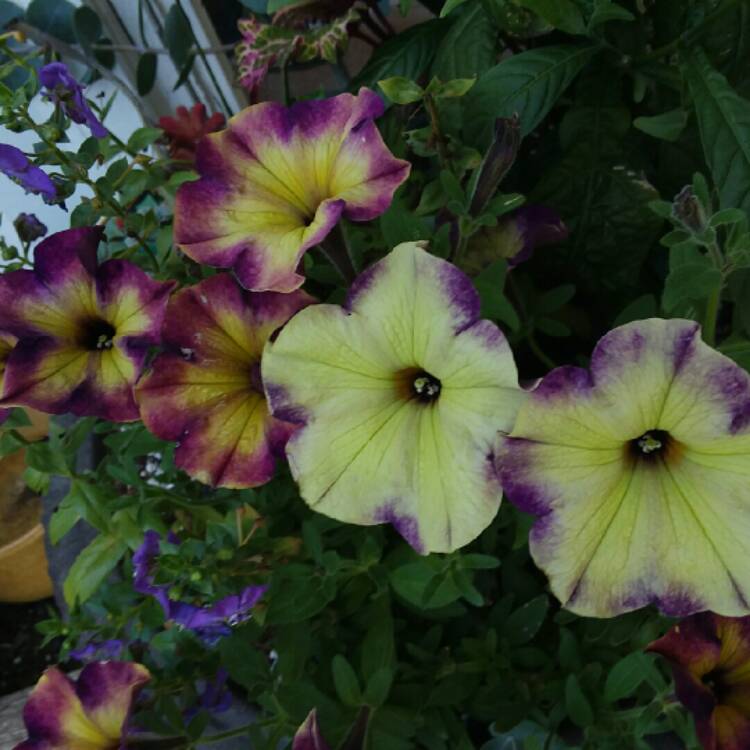 plant image 1523183
