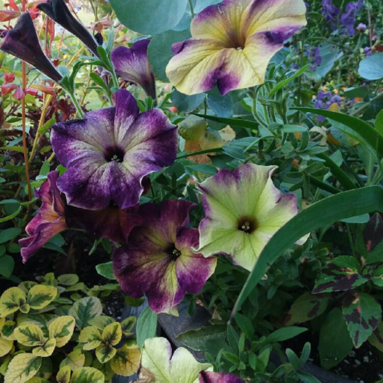 plant image 1523185
