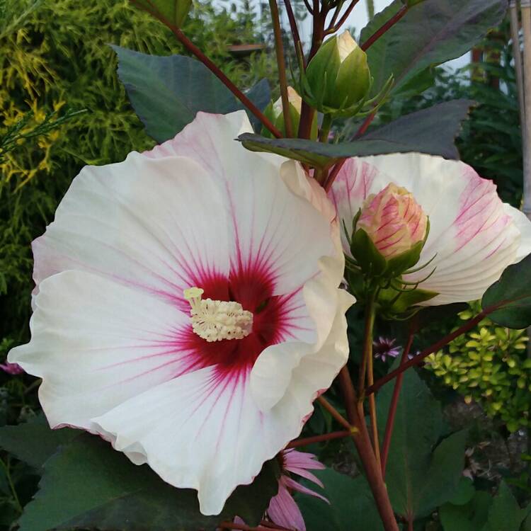 plant image 1523186 plant image 1523186
