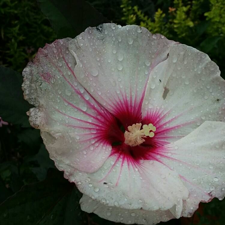 plant image 1527192 plant image 1527192
