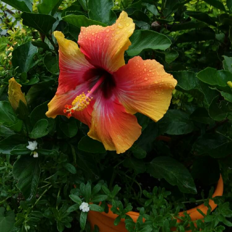 plant image 1527193