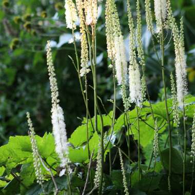 Actaea Japonica Var. Acerina