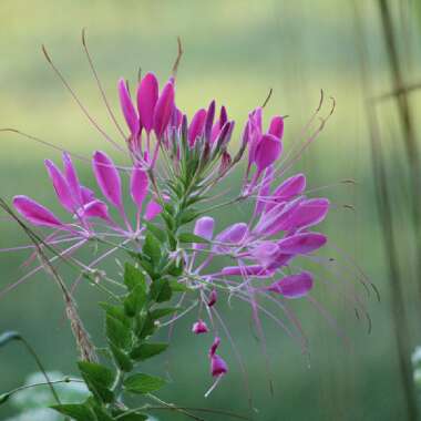 Cleome