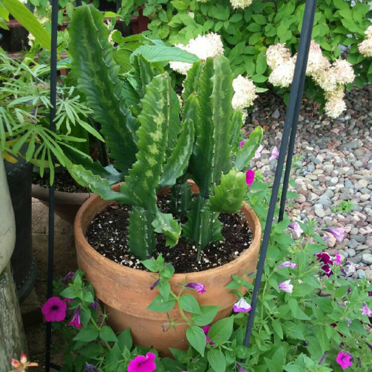 plant image 1532081