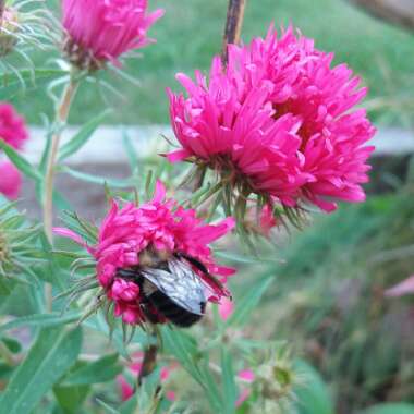 Aster novae-angliae 'Alma Potschke'
