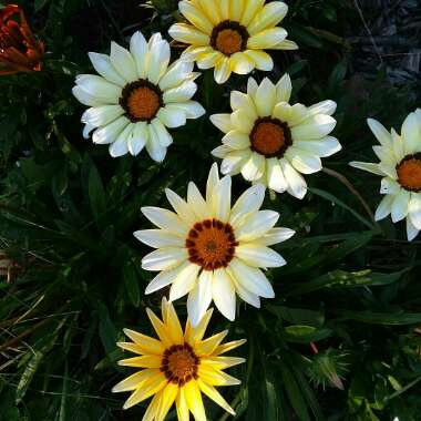 Gazania