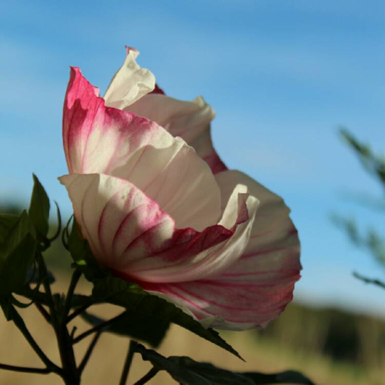 plant image 1536281 plant image 1536281