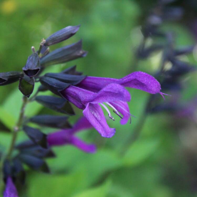 plant image 1536400