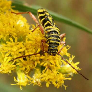 Solidago canadensis