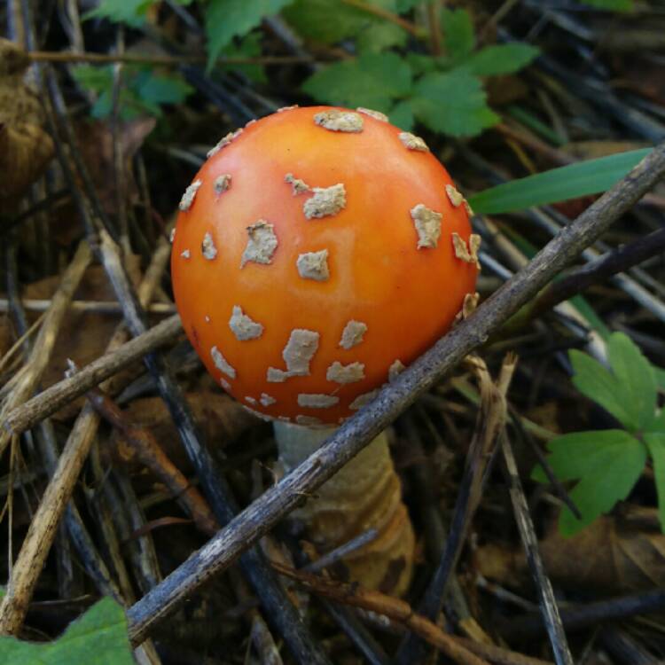 Plant image Amanita muscaria