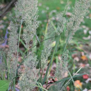 Stipa brachytricha