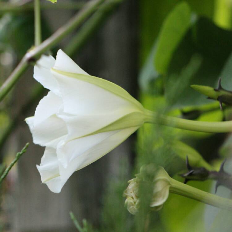 plant image 1538234