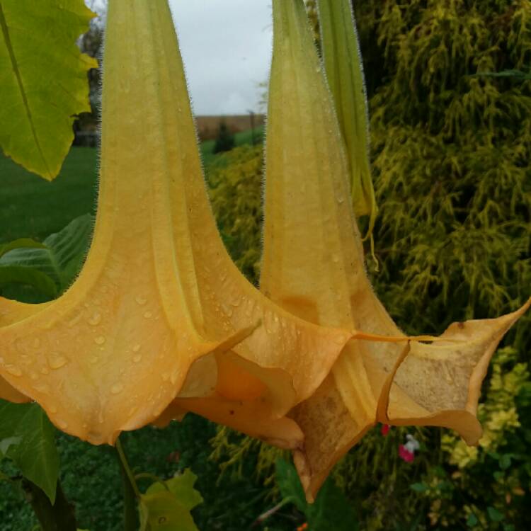 plant image 1539013 plant image 1539013