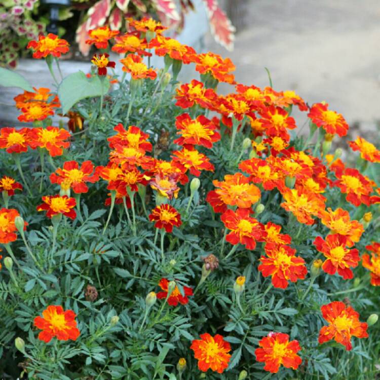 plant image 1540187 plant image 1540187