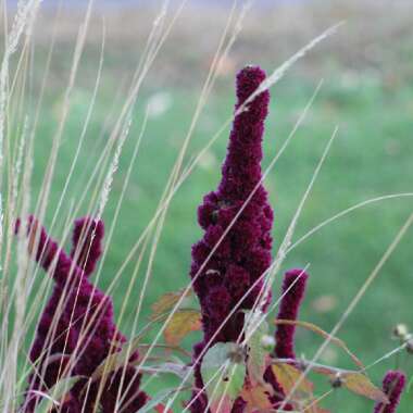 Amaranthus