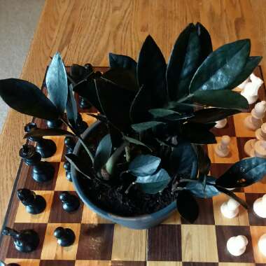 Zamioculcas zamiifolia 'Raven'