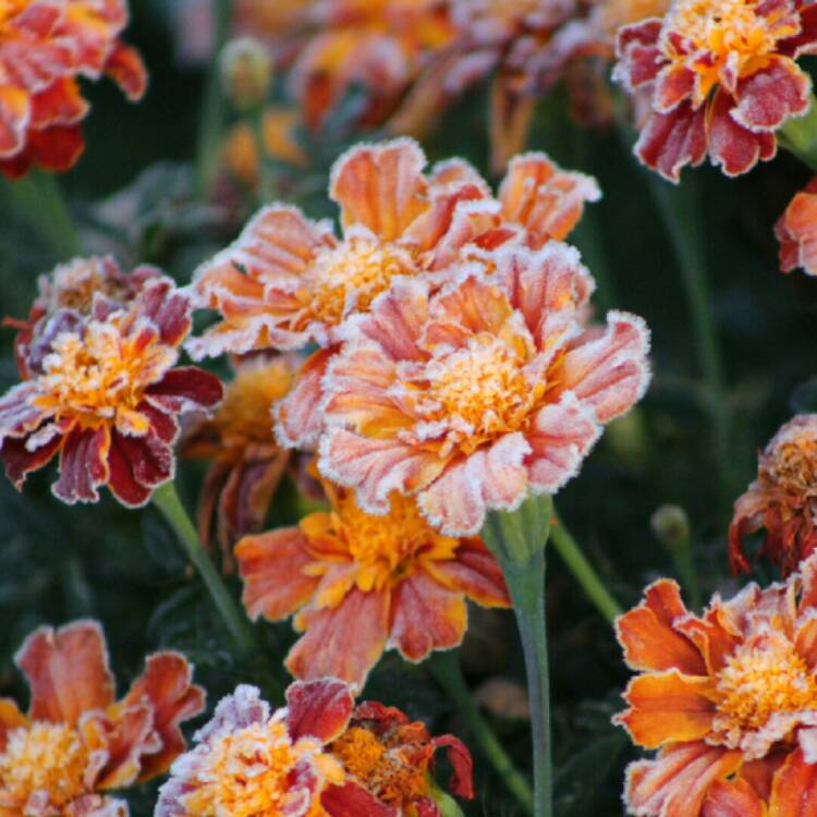 plant image 1542028 plant image 1542028