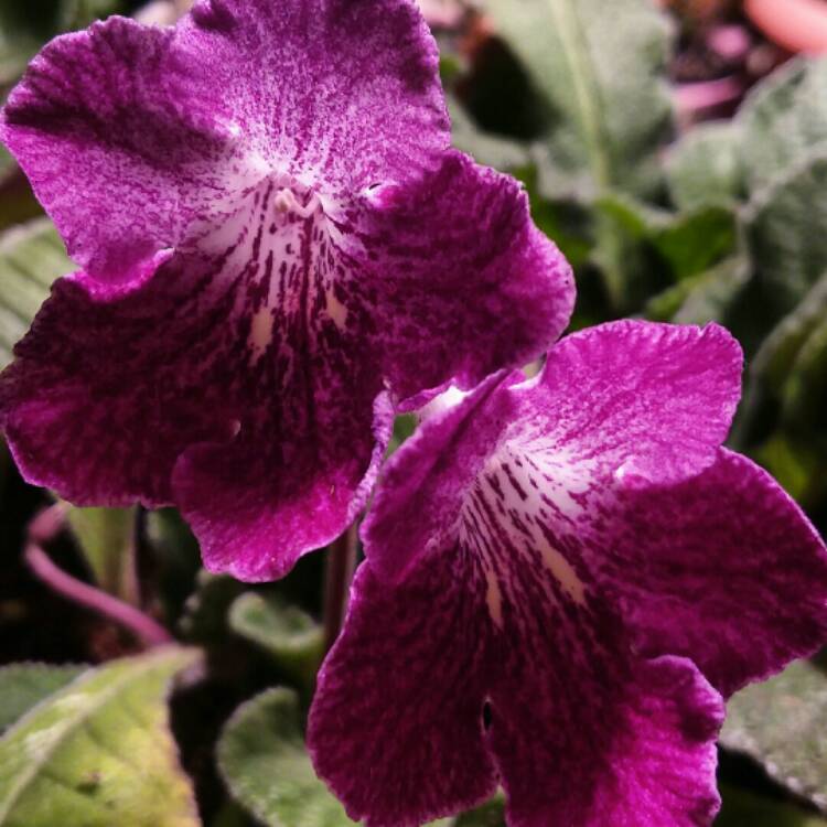 plant image 1548891