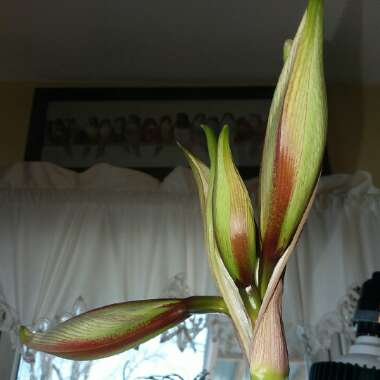 Hippeastrum