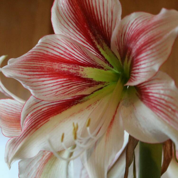 plant image 1554948 plant image 1554948