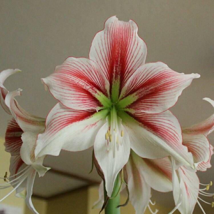 plant image 1554949 plant image 1554949