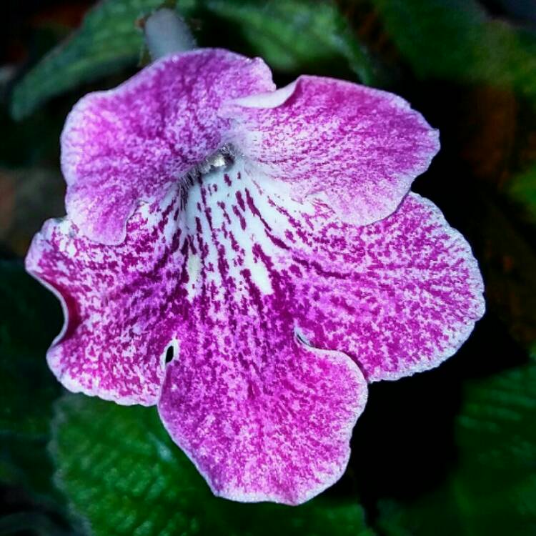 plant image 1555942