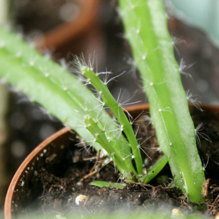 Plant image Hylocereus undatus