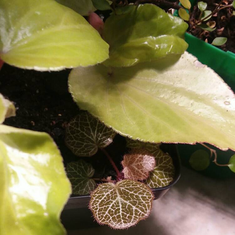 plant image 1558668 plant image 1558668