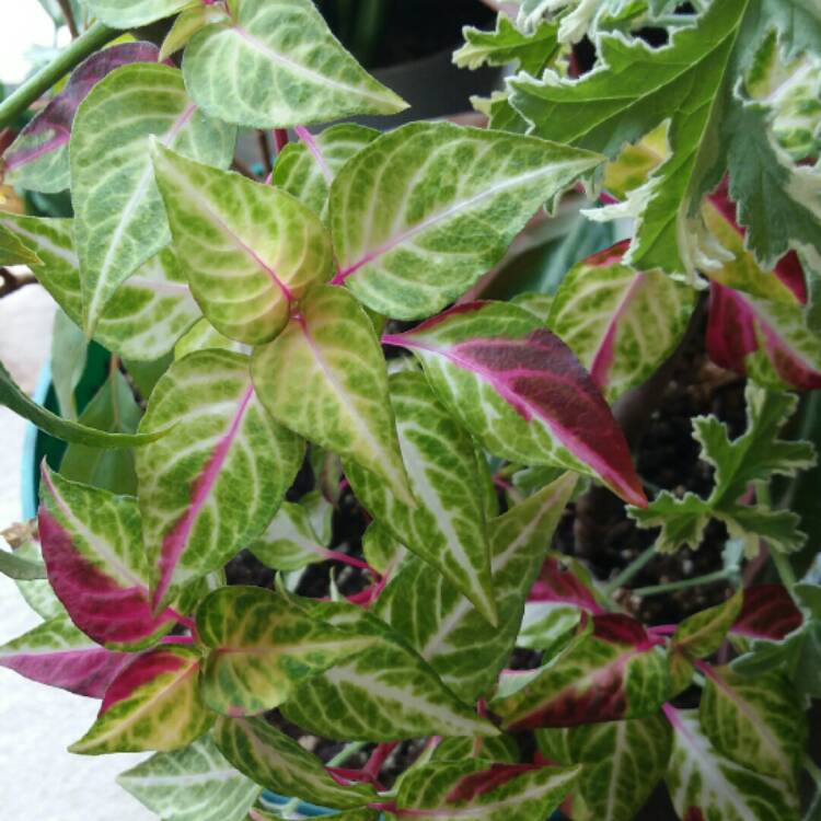 Plant image Alternanthera