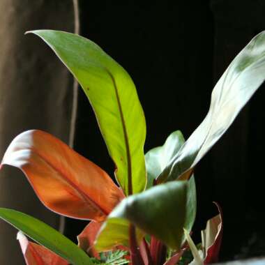Philodendron 'Prince of Orange' syn. Philodendron 'Orange Prince'