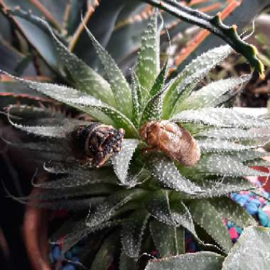 Aristaloe Aristata (formerly Aloe Aristata)