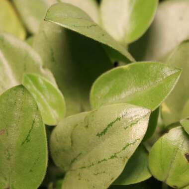Peperomia Orba Variegata