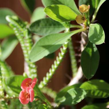 Euphorbia milii