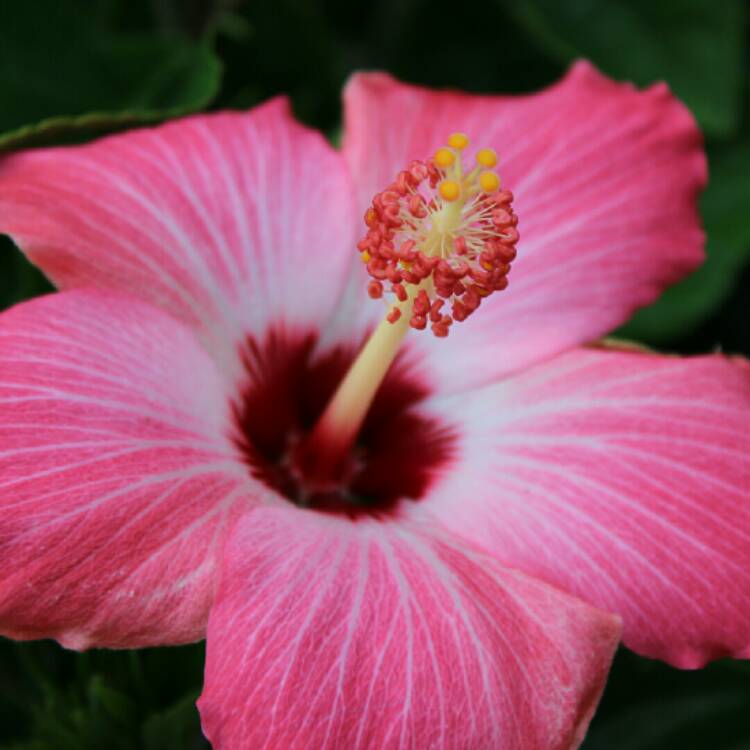 plant image 1579653