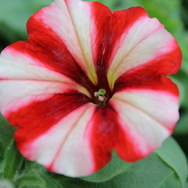 plant image 1584080