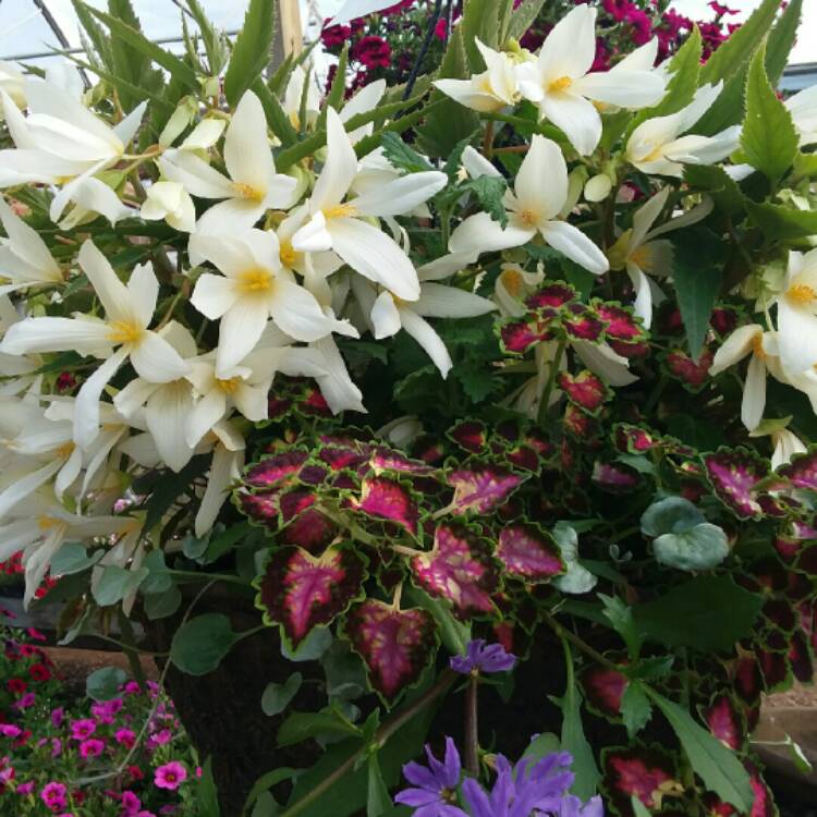 plant image 1596718