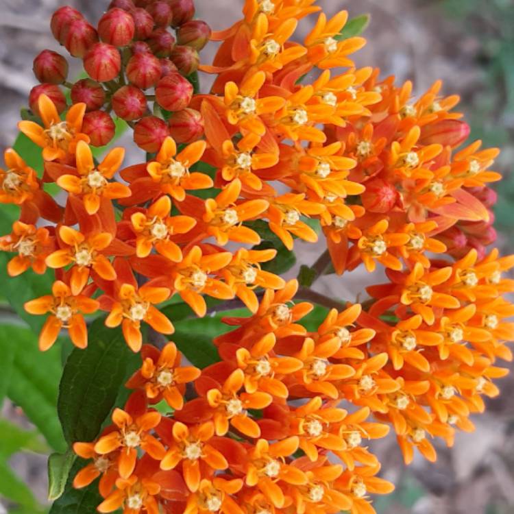 Plant image Asclepias tuberosa