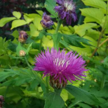 Psephellus dealbatus syn. Centaurea dealbata