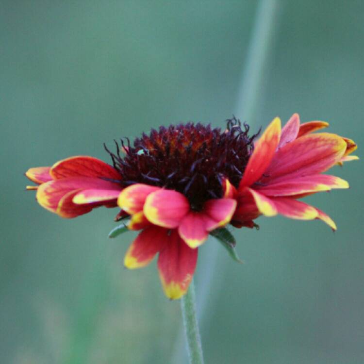 plant image 1608954 plant image 1608954