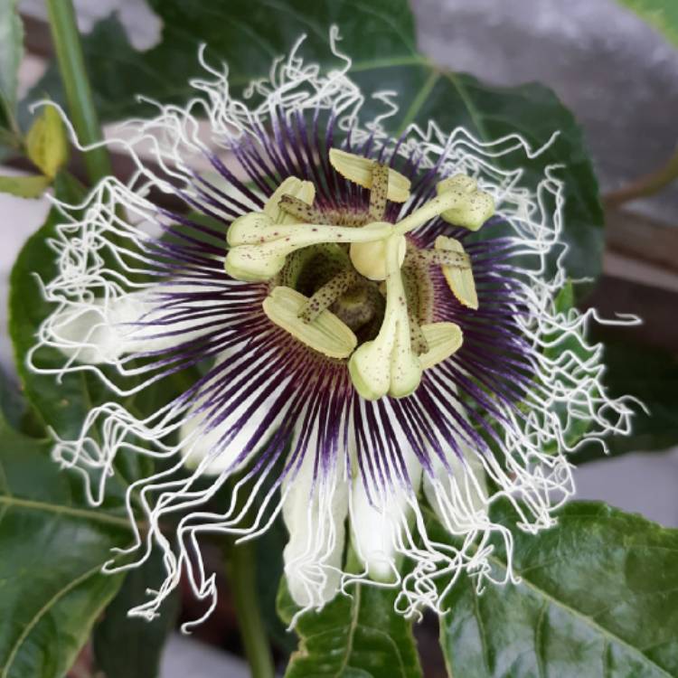 plant image 1612249
