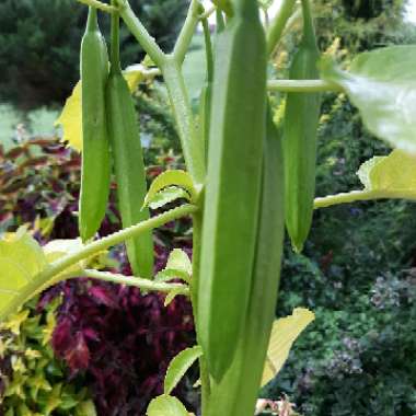 Brugmansia