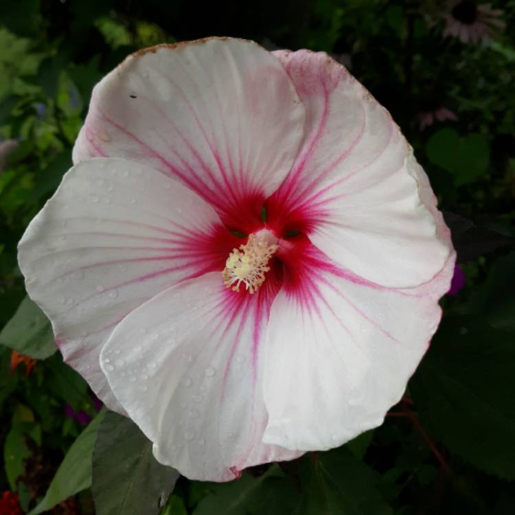 plant image 1628806 plant image 1628806