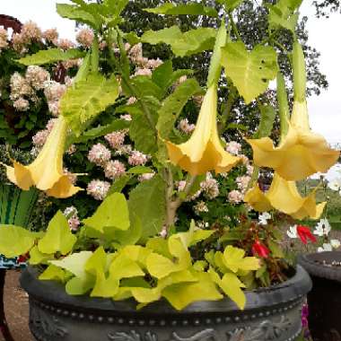 Brugmansia